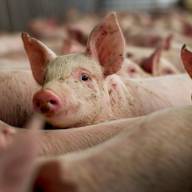 Об опасности африканской чумы свиней