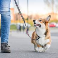 О нарушениях правил выгула собак 